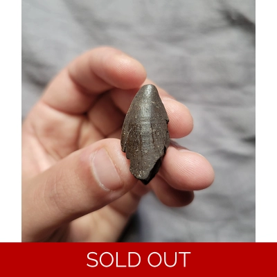RARE MOSASAURUS DINOSAUR AGE REPTILE TOOTH FOSSIL FROM THE CAROLINAS RARE MOSASAURUS DINOSAUR AGE REPTILE TOOTH FOSSIL FROM THE CAROLINAS